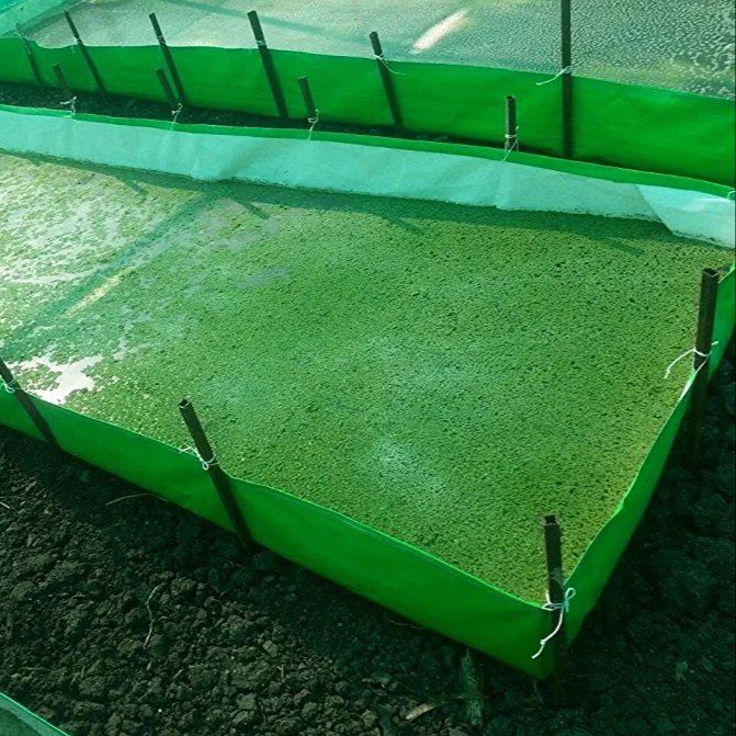 12x6x1 Feet Azolla Growing Bed, HDPE, 450 Gsm, For Azolla Cultivation