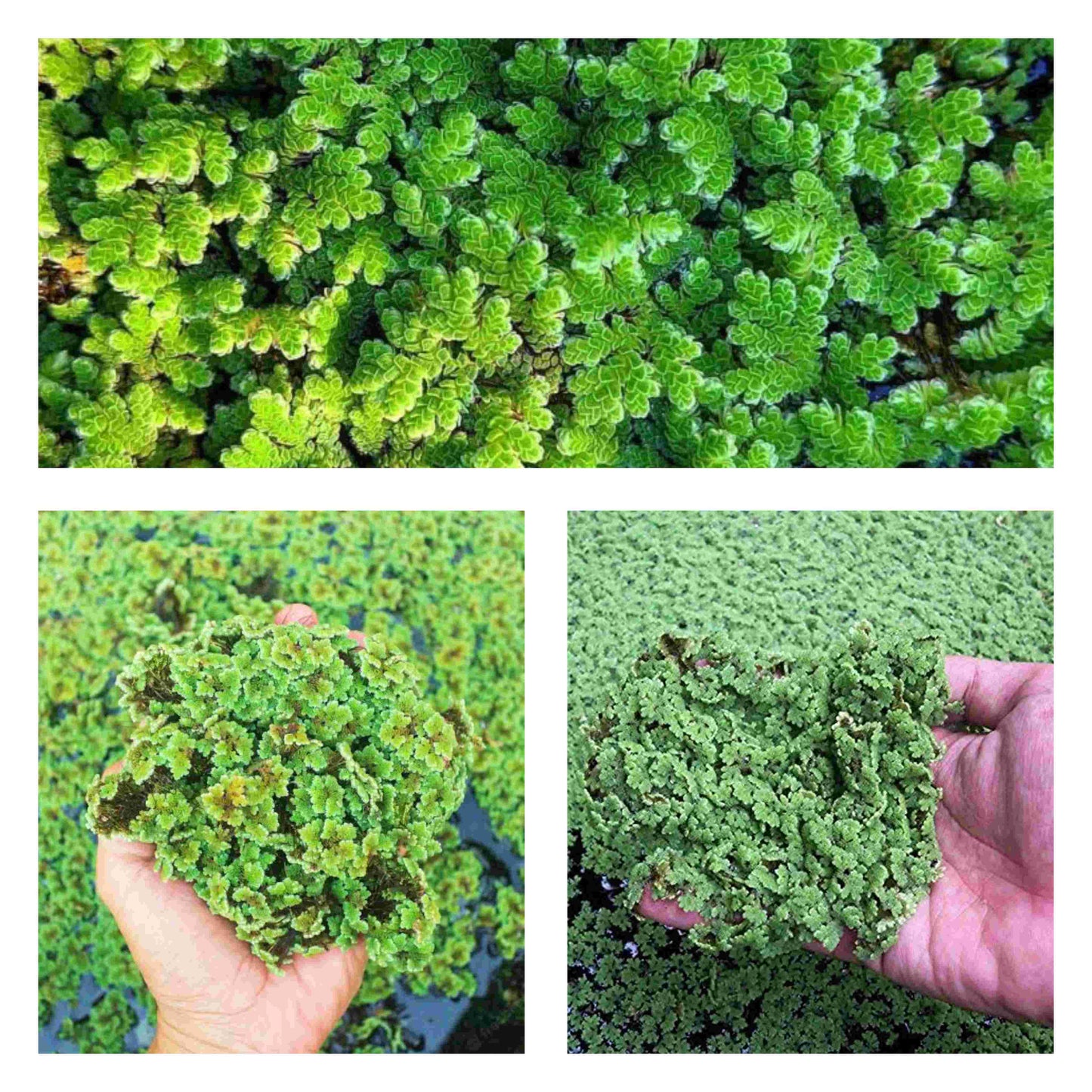 12x6x1 Feet Azolla Growing Bed, HDPE, 450 Gsm, For Azolla Cultivation