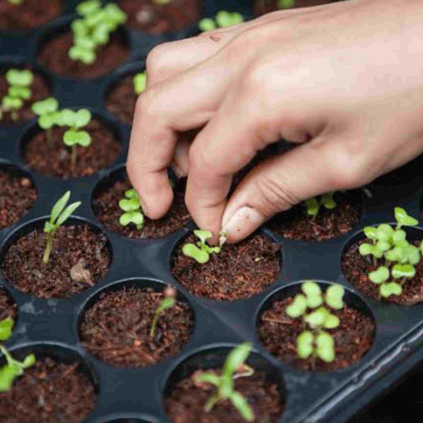 Plastic Seedling Tray With 104 Cavities For Seedling Preparation