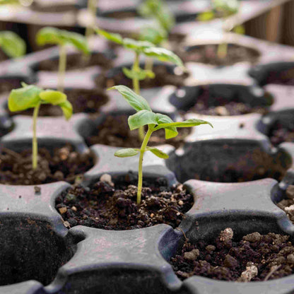 Plastic Seedling Tray With 104 Cavities For Seedling Preparation