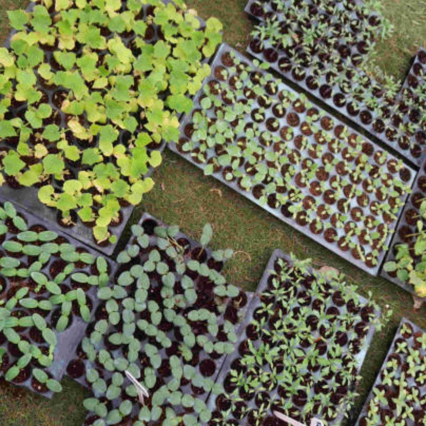 Plastic Seedling Tray With 104 Cavities For Seedling Preparation